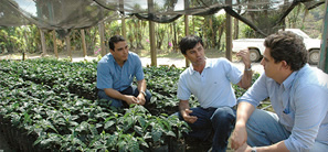 Tea Sourcing