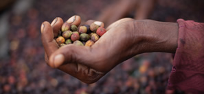 Coffee Sourcing